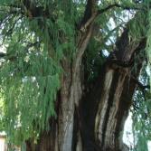 El Árbol del Tule en Oaxaca