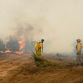 Controlan incendio forestal de Sierra de Juárez
