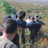 Localizan plantío de marihuana en Tecate