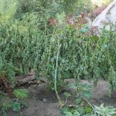 Localizan plantío de marihuana en Tecate