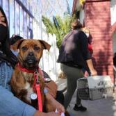 Disminuye población canina y felina en control animal municipal
