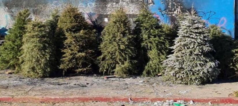 Insta alcalde Armando Ayala Robles a la población a llevar árboles navideños a centros de acopio