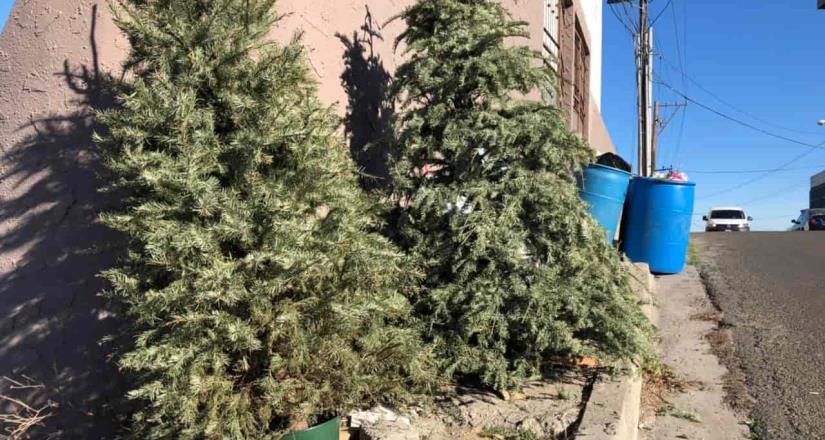 Recolecta Municipio árboles navideños en colonias alejadas de la ciudad