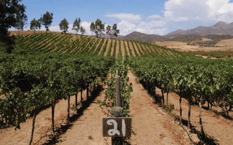 Trabajan de la mano Gobierno de Ensenada y Vinicultores para ordenamiento de la ruta antigua del vino
