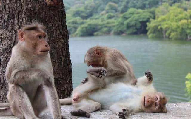 Reino Unido registra primer caso humano de viruela de mono