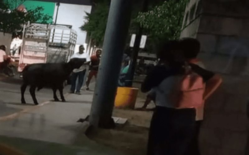 Toro se escapa y pasea en calles de Yucatán