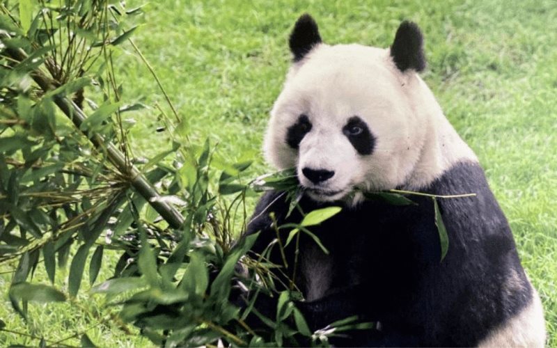 Muere la panda gigante más longeva de México en el Bosque de Chapultepec